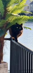 Reunited Female Cat last seen Charlestowne place dr boschertown , Saint Charles, MO 63301