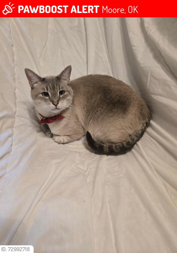 Lost Male Cat last seen Across the st from eastmoor animal clinic, Moore, OK 73160