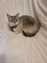 Lost Male Cat last seen Across the st from eastmoor animal clinic, Moore, OK 73160