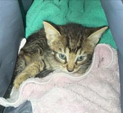 Shelter Stray Male Cat last seen Near BLOCK ARAGON, 4710 TX-151, San Antonio, TX 78227, USA