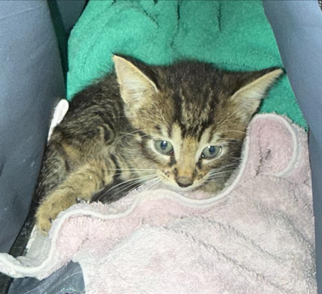 Shelter Stray Male Cat last seen Near BLOCK ARAGON, 4710 TX-151, San Antonio, TX 78227, USA