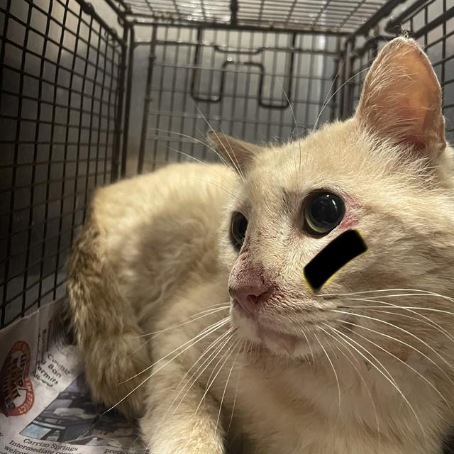 Shelter Stray Male Cat last seen Near BLOCK OF VALPARAISO WAY, 4710 TX-151, San Antonio, TX 78227, USA