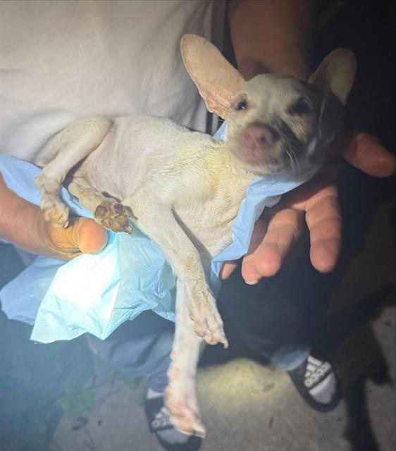 Shelter Stray Female Dog last seen Near BLOCK W HARLAN, 4710 TX-151, San Antonio, TX 78227, USA