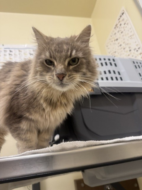 Shelter Stray Female Cat last seen MIRABEAU DR, 1950 Stevenson Blvd, Fremont, CA 94538, USA