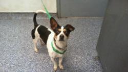 Shelter Stray Male Dog last seen CHARLOTTE, 8315 Byrum Dr, Charlotte, NC 28217, USA