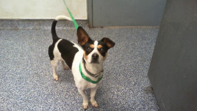 Shelter Stray Male Dog last seen CHARLOTTE, 8315 Byrum Dr, Charlotte, NC 28217, USA