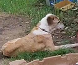 Reunited Female Dog last seen Near Flagstone Dr, Fort Worth, TX 76114, USA, Fort Worth, TX 76114