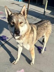 Shelter Stray Female Dog last seen , 4275 Elton St, Baldwin Park, CA 91706, USA