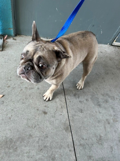 Shelter Stray Female Dog last seen , 4275 Elton St, Baldwin Park, CA 91706, USA