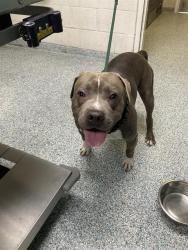 Shelter Stray Male Dog last seen Near BLK E DEL AMO LONG BEACH CA 90805, 7700 E Spring St, Long Beach, CA 90815, USA