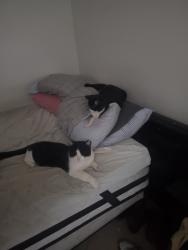 Lost Male Cat last seen ACACIA and SIERRA VISTA DR , Palm Desert, CA 92260