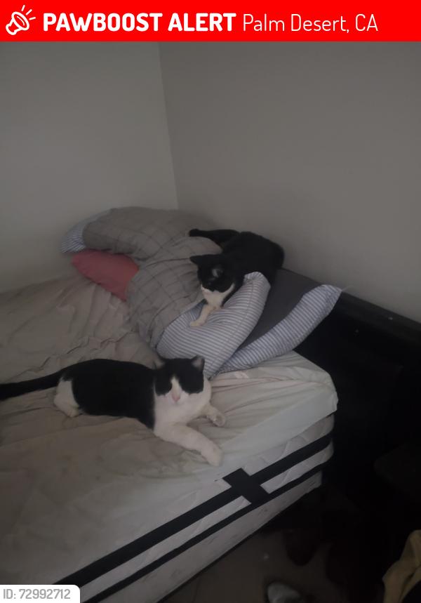Lost Male Cat last seen ACACIA and SIERRA VISTA DR , Palm Desert, CA 92260