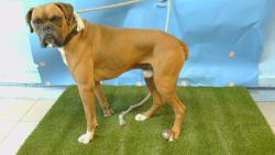Shelter Stray Male Dog last seen , 216 W Victoria St, Gardena, CA 90248, USA