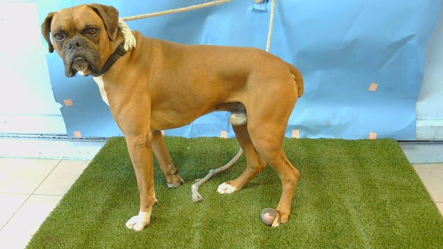 Shelter Stray Male Dog last seen , 216 W Victoria St, Gardena, CA 90248, USA