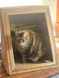 Reunited Female Cat last seen Cedar Grove Trail/Silver Bell, Eagan, MN 55122