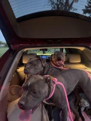 Reunited Unknown Dog last seen 88th and wadsworth , Westminster, CO 80005