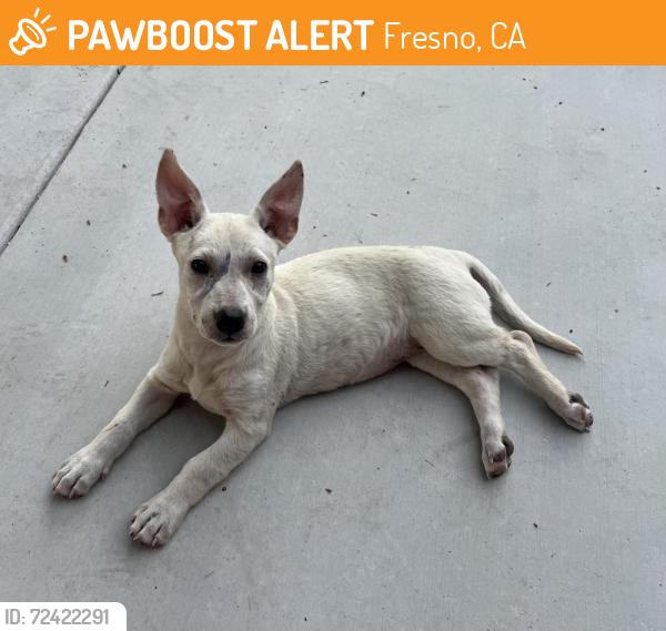 Found/Stray Female Dog last seen Blackstone Ave/ Princeton Ave Fresno, CA, Fresno, CA 93703