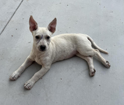 Found/Stray Female Dog last seen Blackstone Ave/ Princeton Ave Fresno, CA, Fresno, CA 93703