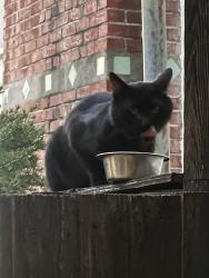 Found/Stray Unknown Cat last seen Dillon St & Rotary, Los Angeles, CA 90026