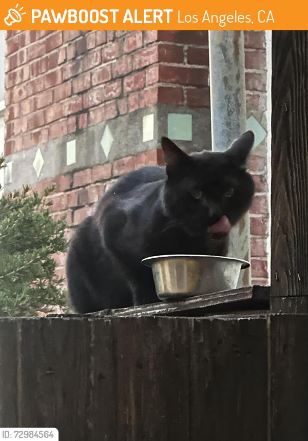 Found/Stray Unknown Cat last seen Dillon St & Rotary, Los Angeles, CA 90026