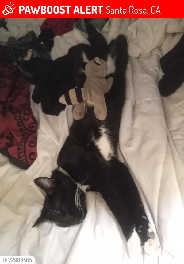 Lost Female Cat last seen Guerneville rd , Santa Rosa, CA 95401