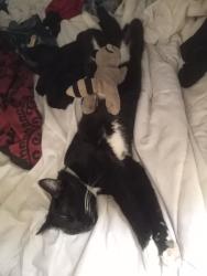 Lost Female Cat last seen Guerneville rd , Santa Rosa, CA 95401