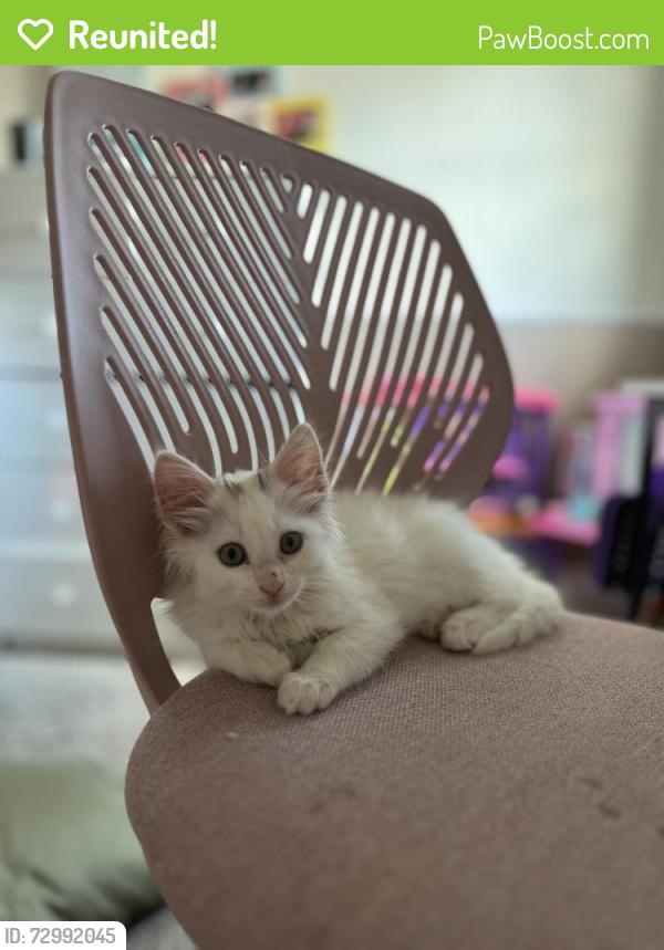 Reunited Female Cat last seen 41st and Hoyt , Everett, WA 98201