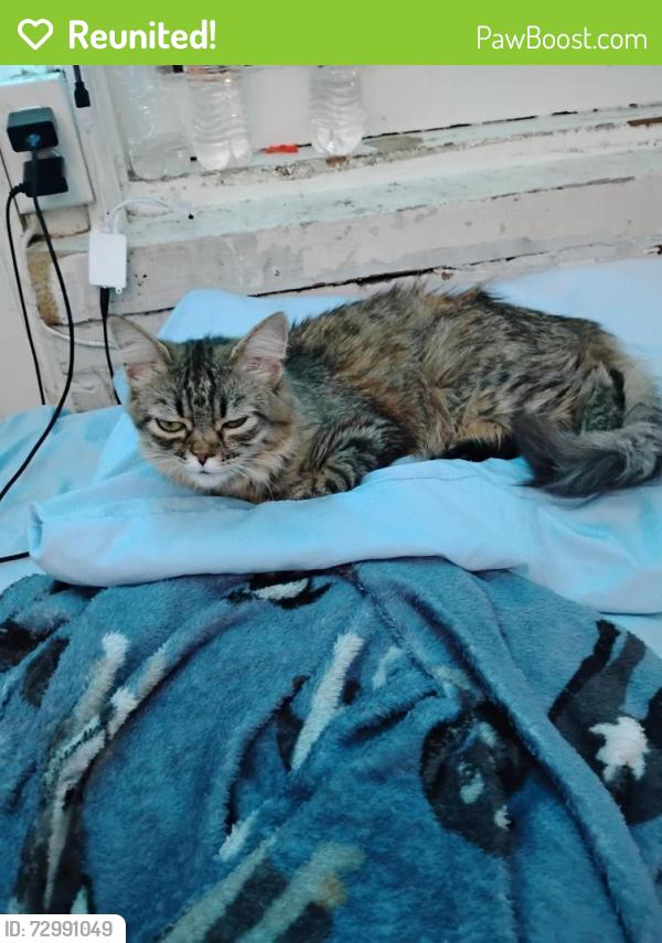 Reunited Unknown Cat last seen Manor place NW and 37th Street NW , Washington, DC 20007