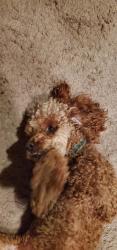 Lost Male Dog last seen Flute street adn Raidus loop, Lacey, WA 98513