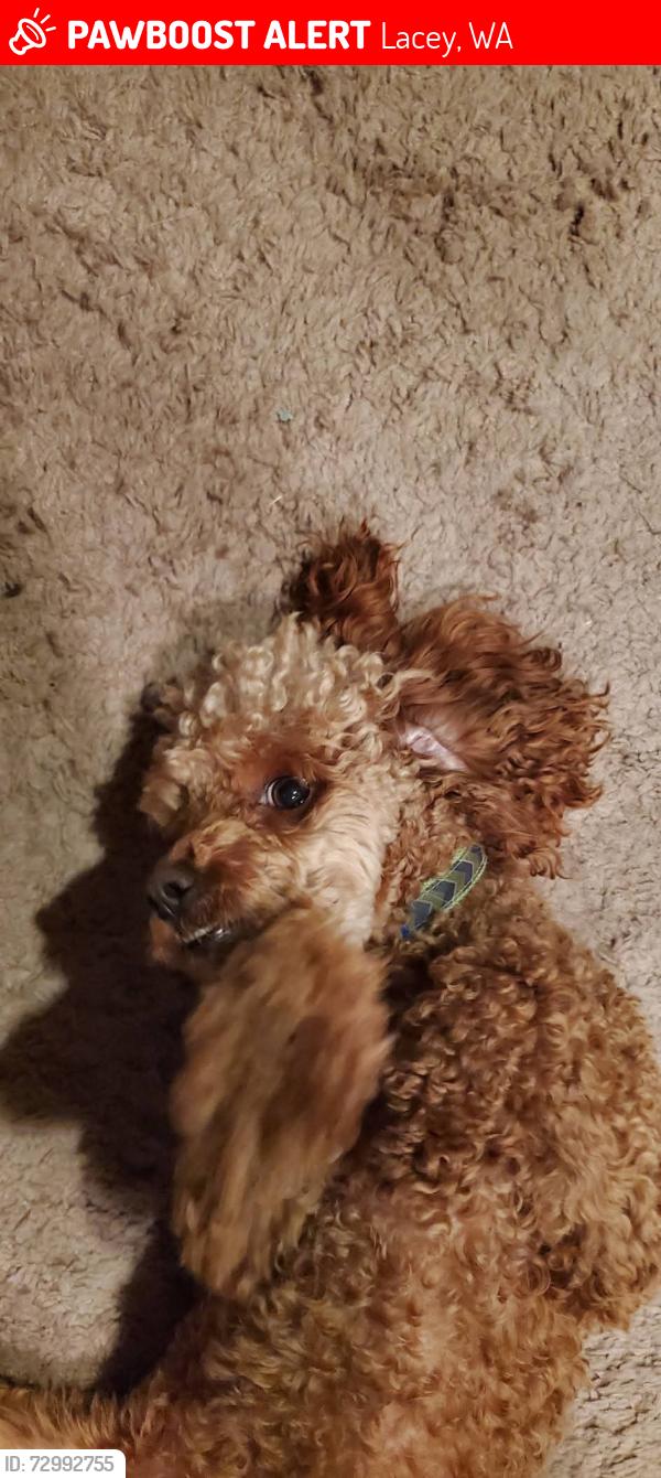 Lost Male Dog last seen Flute street adn Raidus loop, Lacey, WA 98513