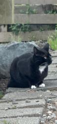 Found/Stray Male Cat last seen Everett wa, Everett, WA 98204