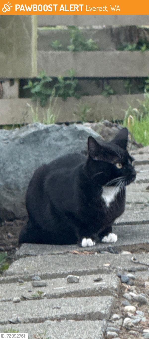 Found/Stray Male Cat last seen Everett wa, Everett, WA 98204