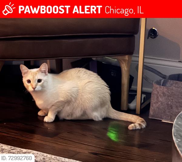 Lost Male Cat last seen Wolcott and Barry Avenue, Chicago, IL 60657