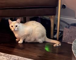 Lost Male Cat last seen Wolcott and Barry Avenue, Chicago, IL 60657