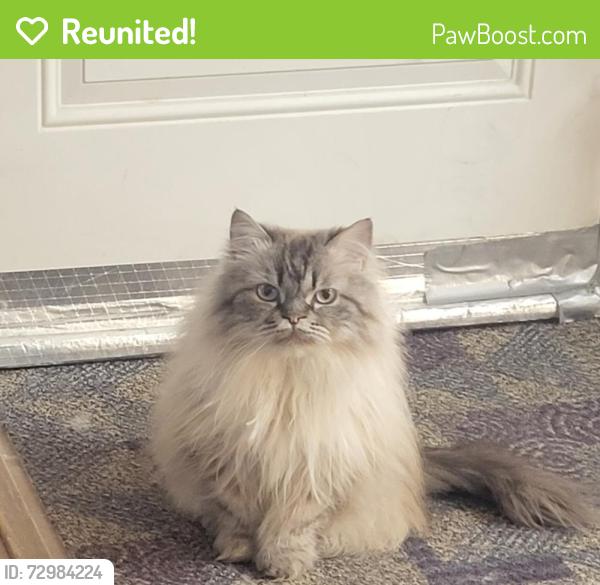 Reunited Male Cat last seen Near and 147a , Surrey, BC V3S 8Z3