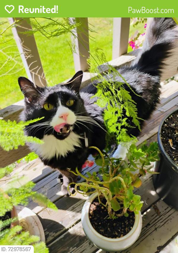 Reunited Male Cat last seen Nola place apmts 2500 Lancaster dr across from Popeyes , Salem, OR 97305