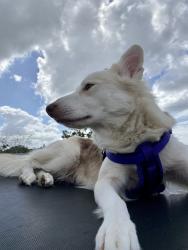 Lost Male Dog last seen Near Mayberry Dr Lehigh Acres, FL  33972 United States, Lehigh Acres, FL 33972