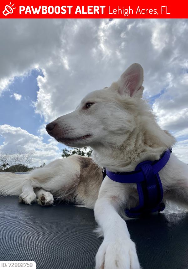 Lost Male Dog last seen Near Mayberry Dr Lehigh Acres, FL  33972 United States, Lehigh Acres, FL 33972