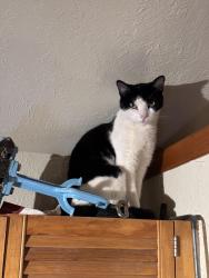 Lost Female Cat last seen Pioneer fork road, Salt Lake City, UT 84108