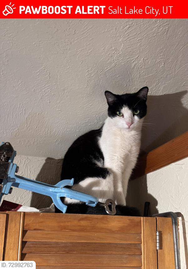 Lost Female Cat last seen Pioneer fork road, Salt Lake City, UT 84108