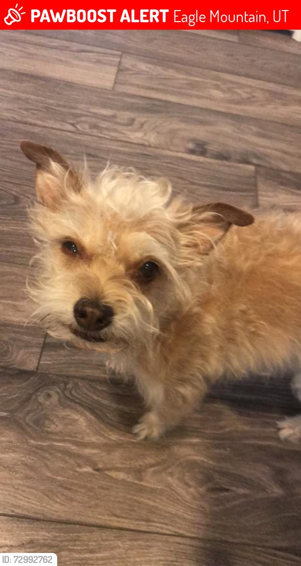 Lost Female Dog last seen Royal cloak drive , Eagle Mountain, UT 84043