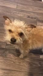Lost Female Dog last seen Royal cloak drive , Eagle Mountain, UT 84043