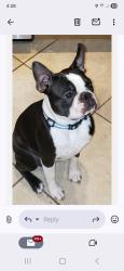Lost Male Dog last seen Byways 20 and north bound 45, Kansasville, WI 53139