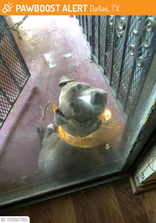 Found/Stray Unknown Dog last seen Summit and Ridge Oak St., Dallas, TX 75227