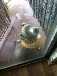 Found/Stray Unknown Dog last seen Summit and Ridge Oak St., Dallas, TX 75227