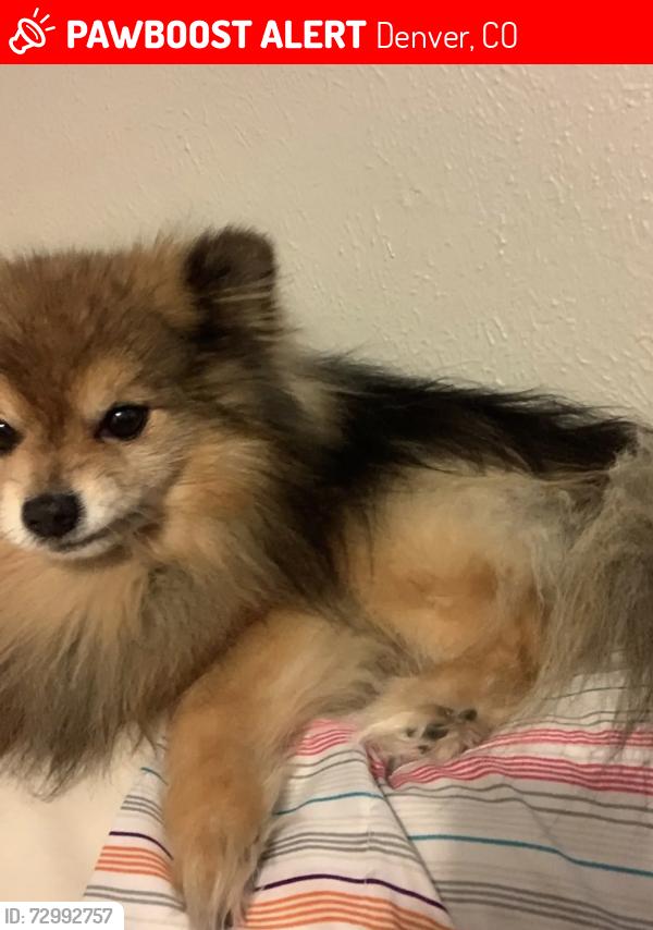 Lost Male Dog last seen Near high st/20th st in Denver, Denver, CO 80205