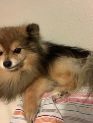 Lost Male Dog last seen Near high st/20th st in Denver, Denver, CO 80205