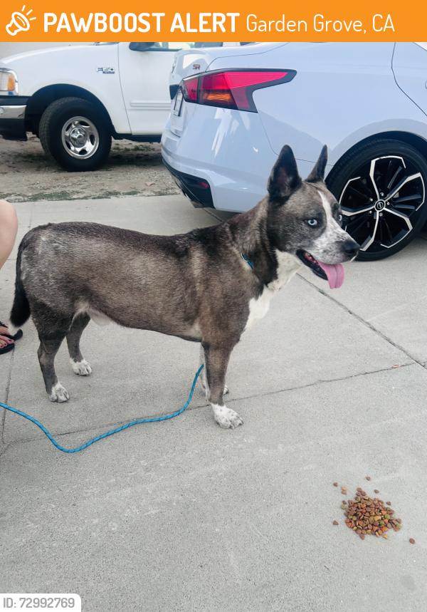 Found/Stray Male Dog last seen Hester Pl, Garden Grove, CA 92841