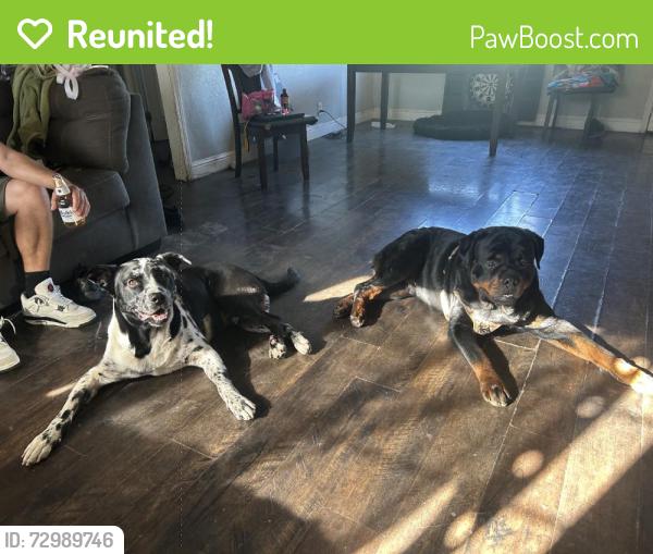 Reunited Male Dog last seen North Highlands, CA, USA, North Highlands, CA 95660