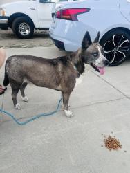 Found/Stray Male Dog last seen Hester Pl, Garden Grove, CA 92841
